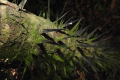 Astrocaryum mexicanum