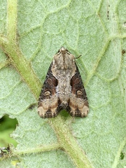 Lateroligia ophiogramma