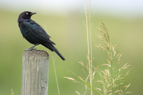 Brewer's Blackbird, photo 6 of 7