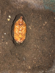 Dynastes tityus