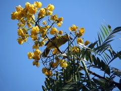 Icterus nigrogularis