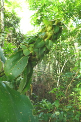 Dimerocostus argenteus