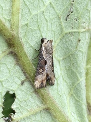 Lateroligia ophiogramma