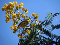 Icterus nigrogularis