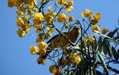 Icterus nigrogularis