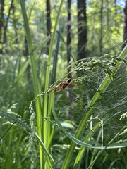 Dolomedes striatus
