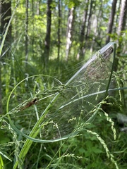 Dolomedes striatus