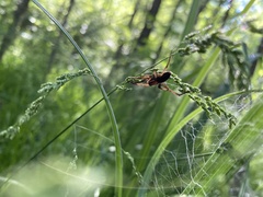 Dolomedes striatus