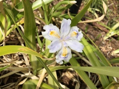 Iris japonica