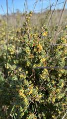 Pimelea spinescens