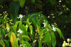 Miconia schlimii