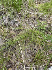 Luzula multiflora sibirica