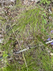 Luzula multiflora sibirica