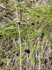 Luzula multiflora sibirica