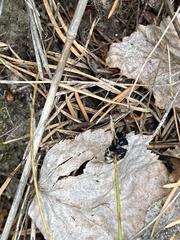 Luzula multiflora sibirica