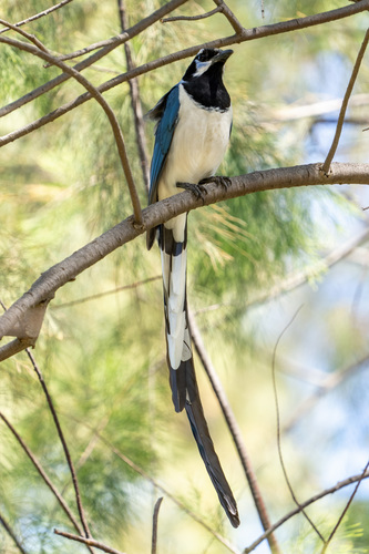 Black-throated Magpie-Jay