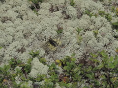 Parnassius eversmanni