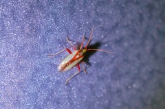 Stenotus rubrovittatus