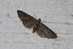 Eupithecia maestosa