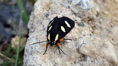 Androloma disparata