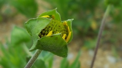 Tetragonotheca texana