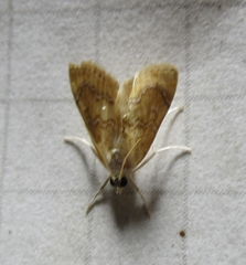 Glaphyria sesquistrialis