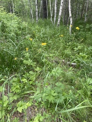 Ranunculus propinquus