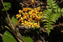 Chamaedorea pinnatifrons