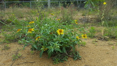 Tetragonotheca texana