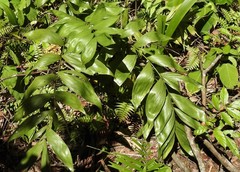 Chamaedorea pinnatifrons