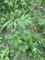 Ranunculus propinquus