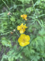 Ranunculus propinquus