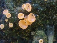Pulvinula archeri
