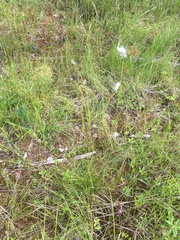 Eriophorum brachyantherum