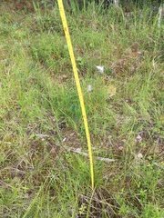 Eriophorum brachyantherum