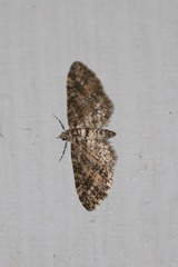 Eupithecia maestosa