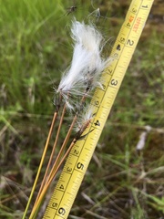 Eriophorum brachyantherum