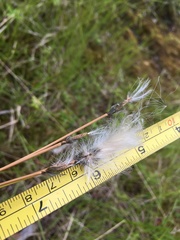 Eriophorum brachyantherum