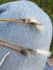 Eriophorum brachyantherum