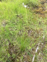 Eriophorum brachyantherum