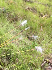 Eriophorum brachyantherum