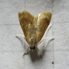 Glaphyria sesquistrialis