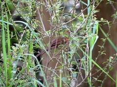 Synallaxis azarae media