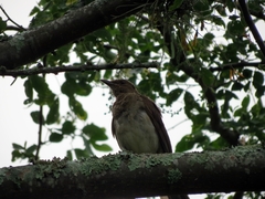 Turdus ignobilis goodfellowi