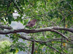 Turdus ignobilis goodfellowi