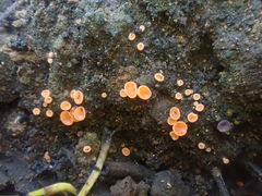 Pulvinula archeri