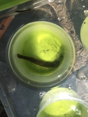 Haemopis