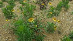 Tetragonotheca texana