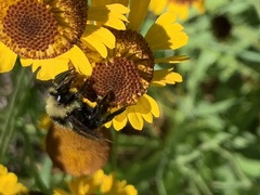 Bombus californicus