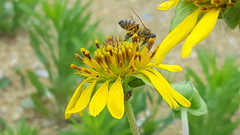 Tetragonotheca texana